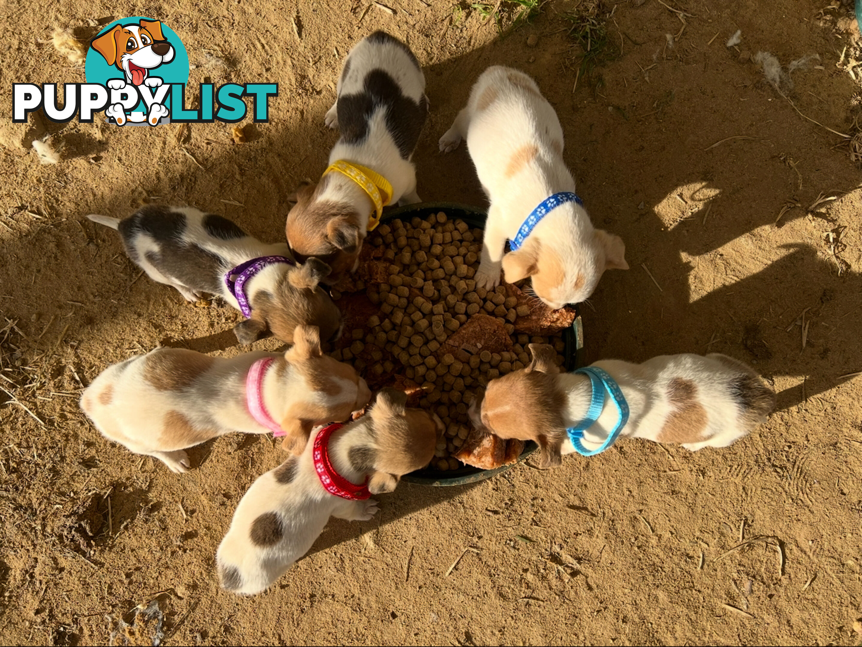 Beautiful Pure Bred, Smooth Coat Jack Russell Puppies