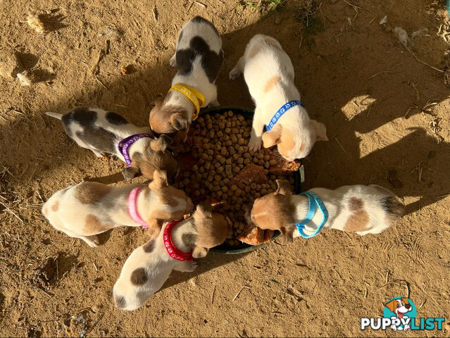 Beautiful Pure Bred, Smooth Coat Jack Russell Puppies