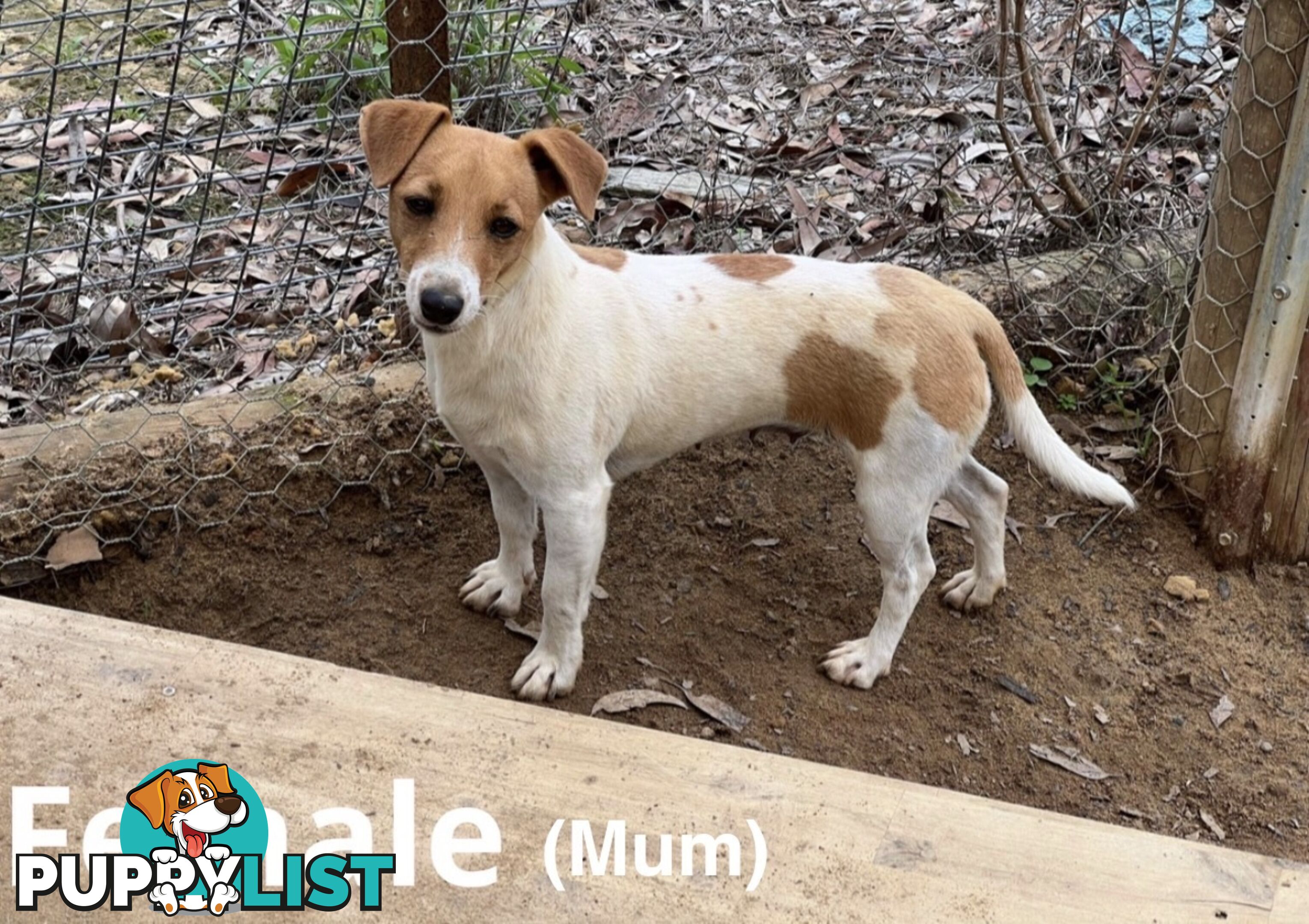 Beautiful Pure Bred, Smooth Coat Jack Russell Puppies