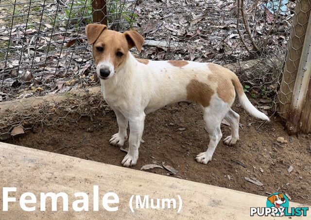 Beautiful Pure Bred, Smooth Coat Jack Russell Puppies