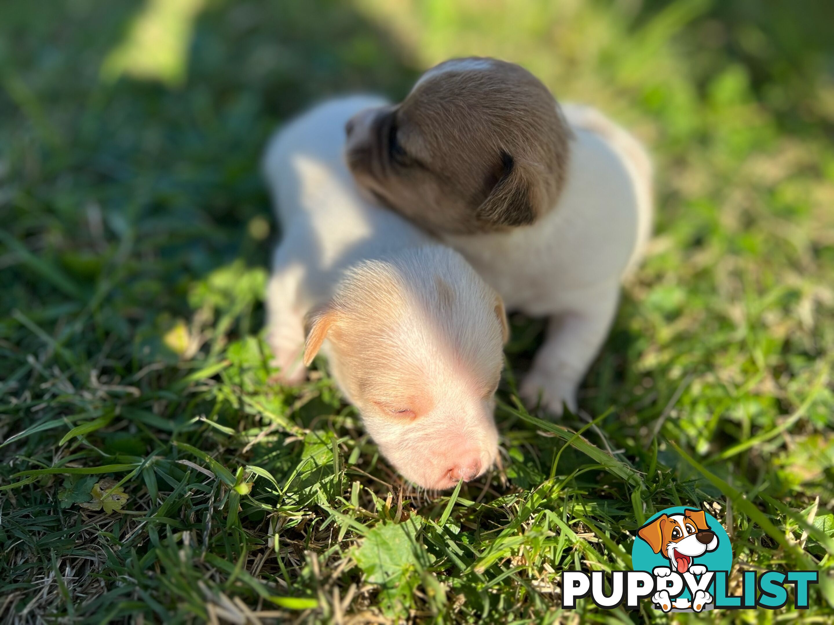 Beautiful Pure Bred, Smooth Coat Jack Russell Puppies