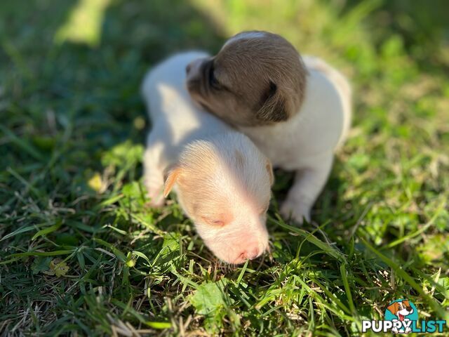 Beautiful Pure Bred, Smooth Coat Jack Russell Puppies