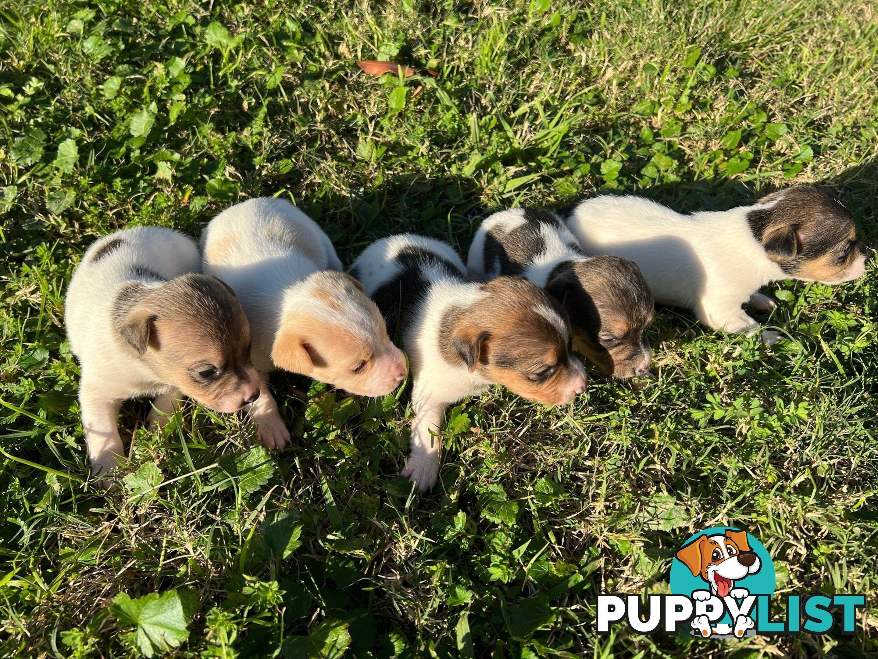 Beautiful Pure Bred, Smooth Coat Jack Russell Puppies