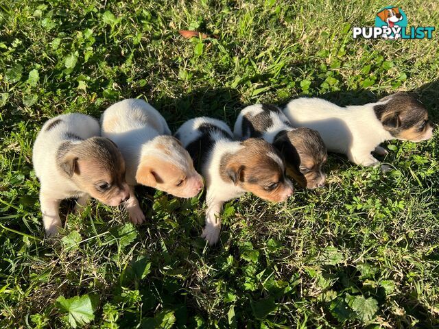Beautiful Pure Bred, Smooth Coat Jack Russell Puppies