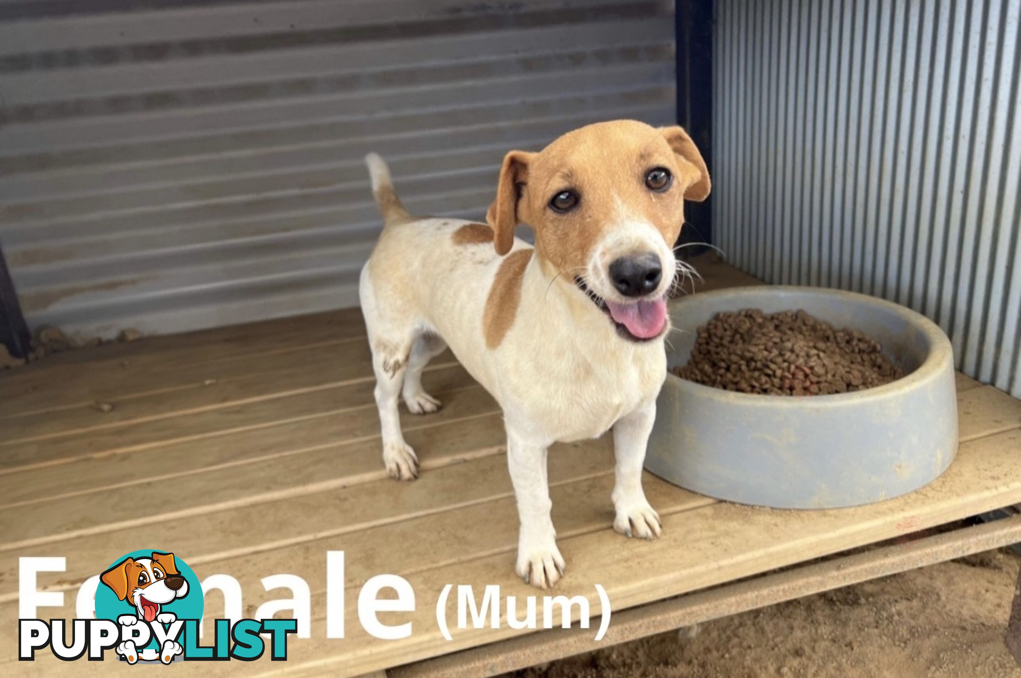 Beautiful Pure Bred, Smooth Coat Jack Russell Puppies