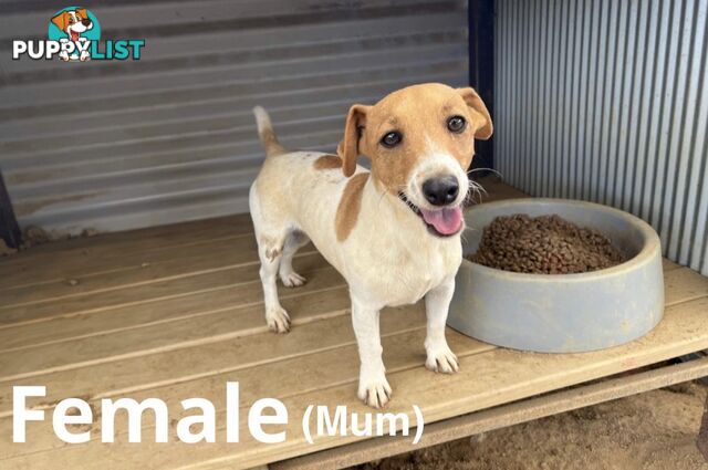 Beautiful Pure Bred, Smooth Coat Jack Russell Puppies
