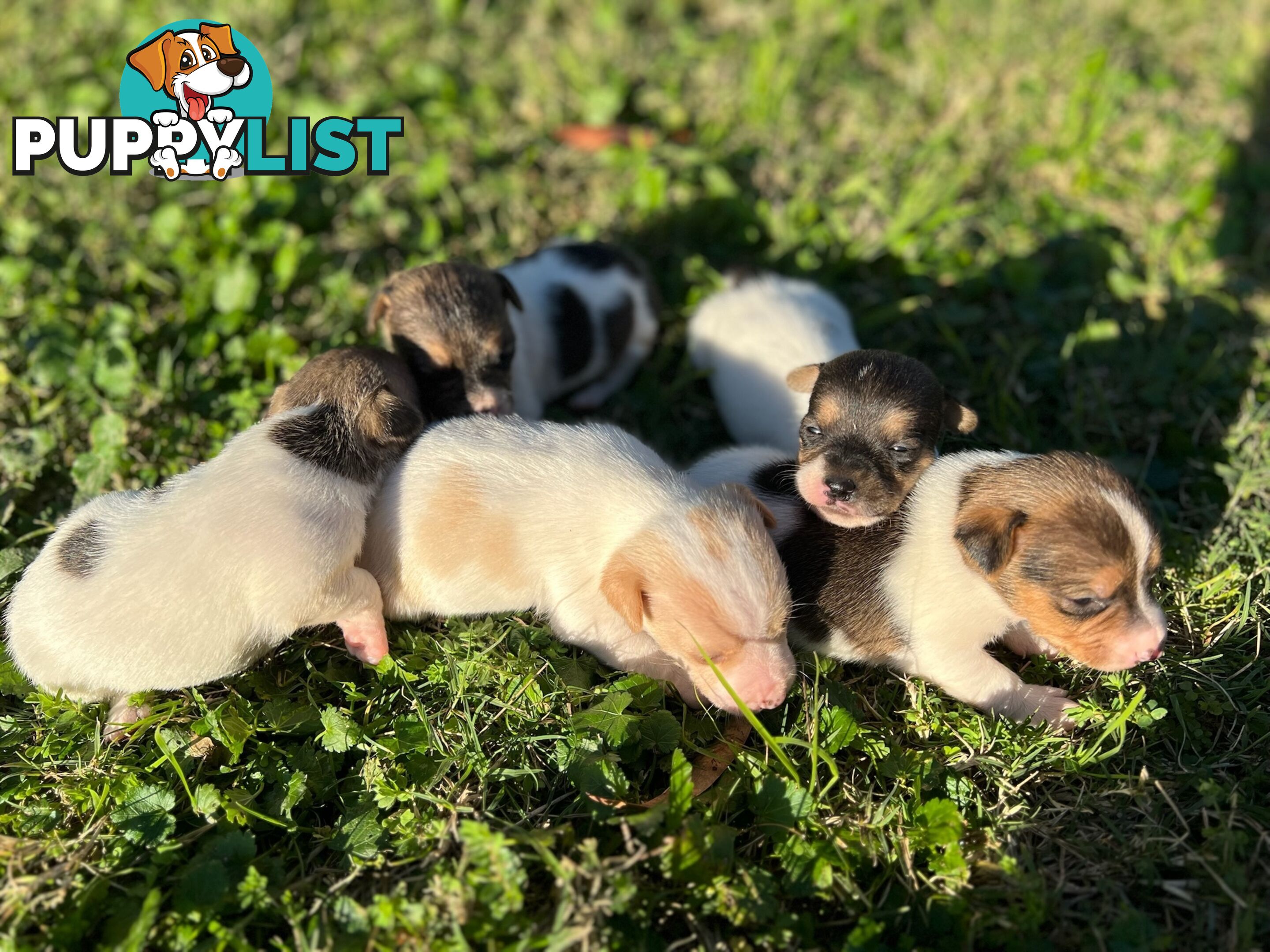 Beautiful Pure Bred, Smooth Coat Jack Russell Puppies