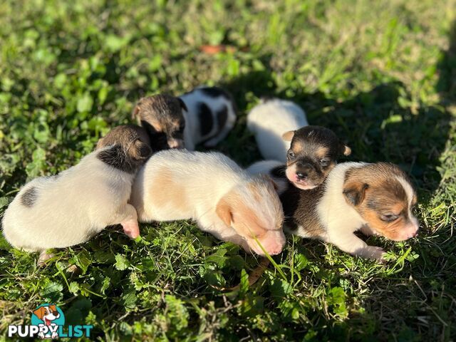 Beautiful Pure Bred, Smooth Coat Jack Russell Puppies