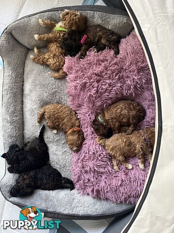 Toy Cavoodle x Toy Poodle 8 Weeks old