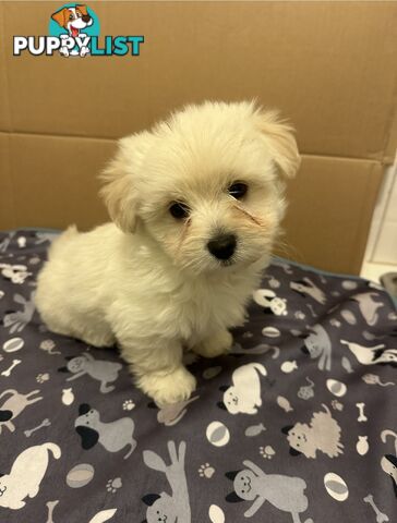 Maltese Shitzu puppies