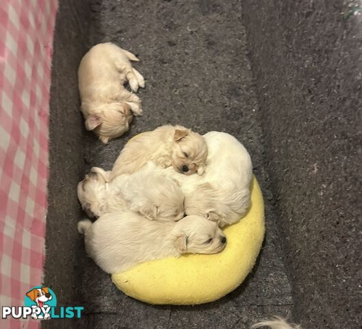 Maltese Shitzu puppies