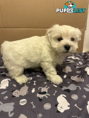 Maltese Shitzu puppies