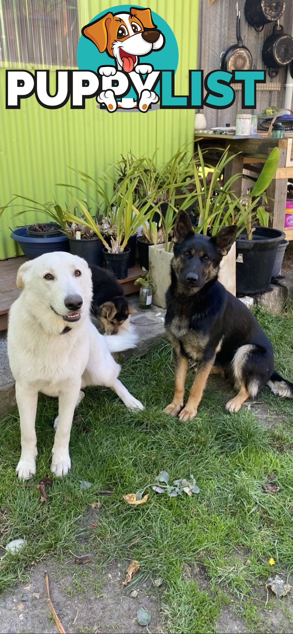 Pure bread German Shepherds