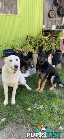 Pure bread German Shepherds
