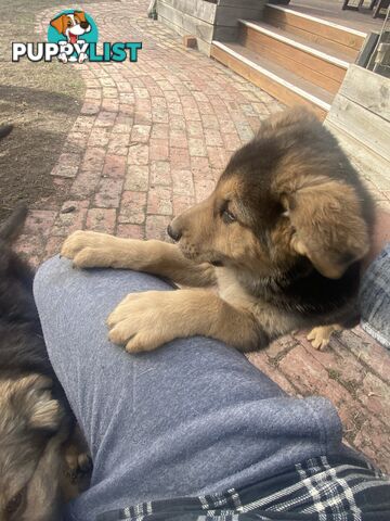 Pure bread German Shepherds
