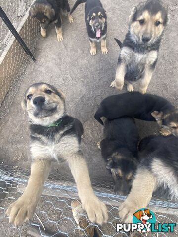 Pure bread German Shepherds