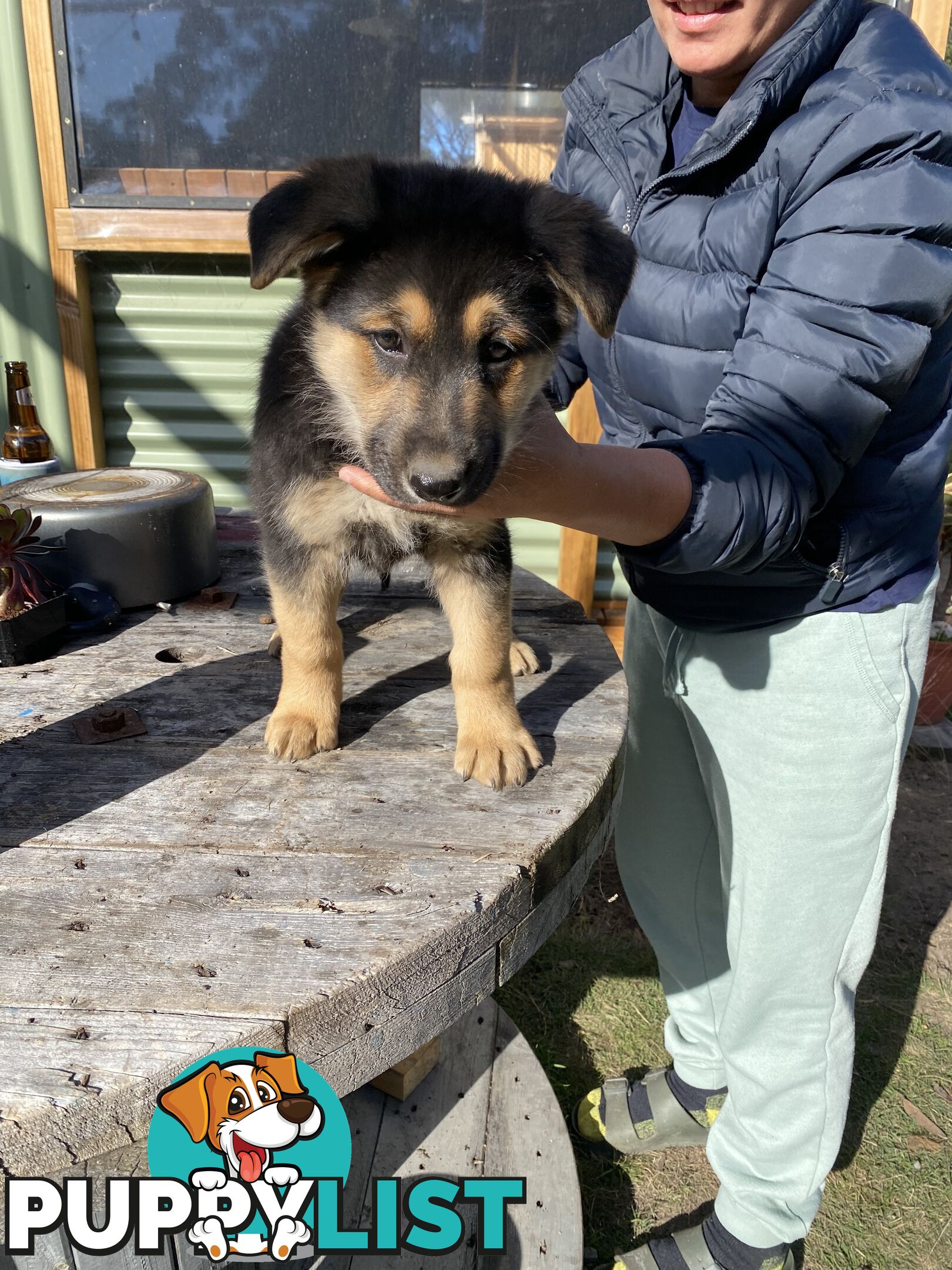Pure bread German Shepherds