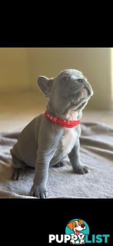 Purebred French bulldog puppies