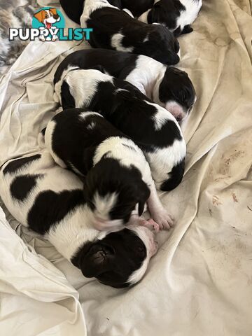 Purebred English Springer Spaniel pups