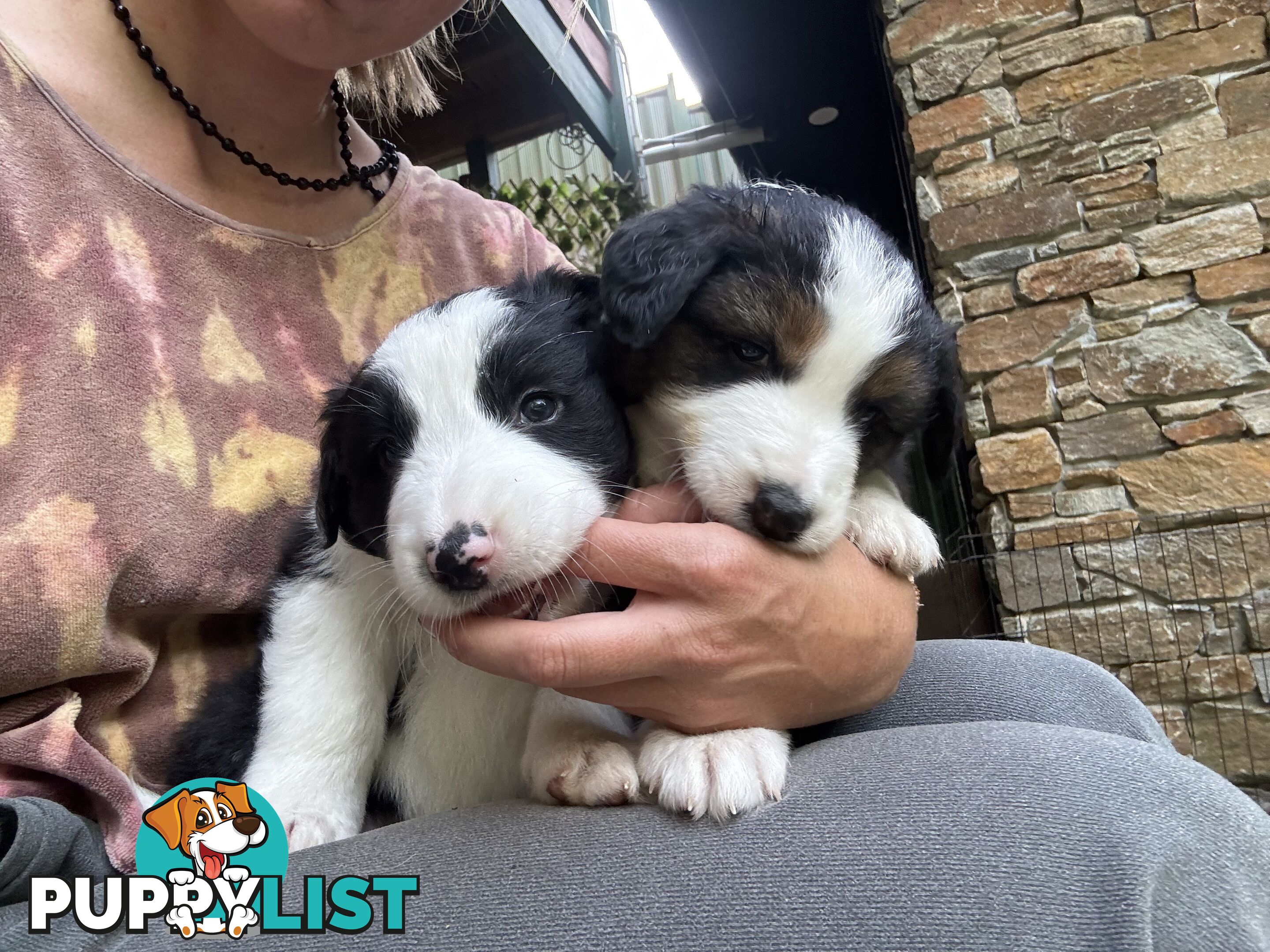 Australian shepherd x border collie puppies