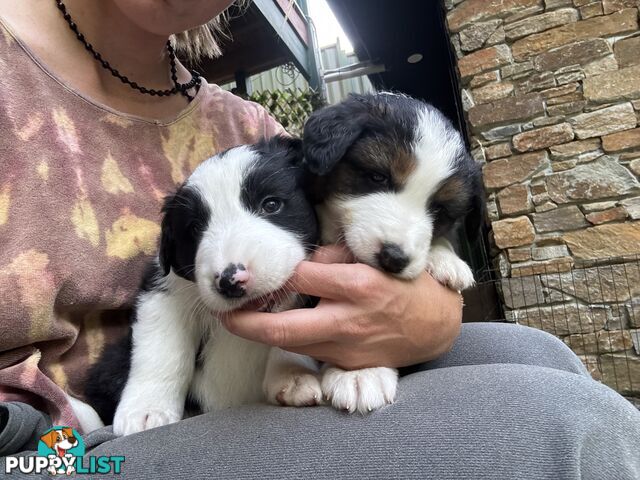 Australian shepherd x border collie puppies