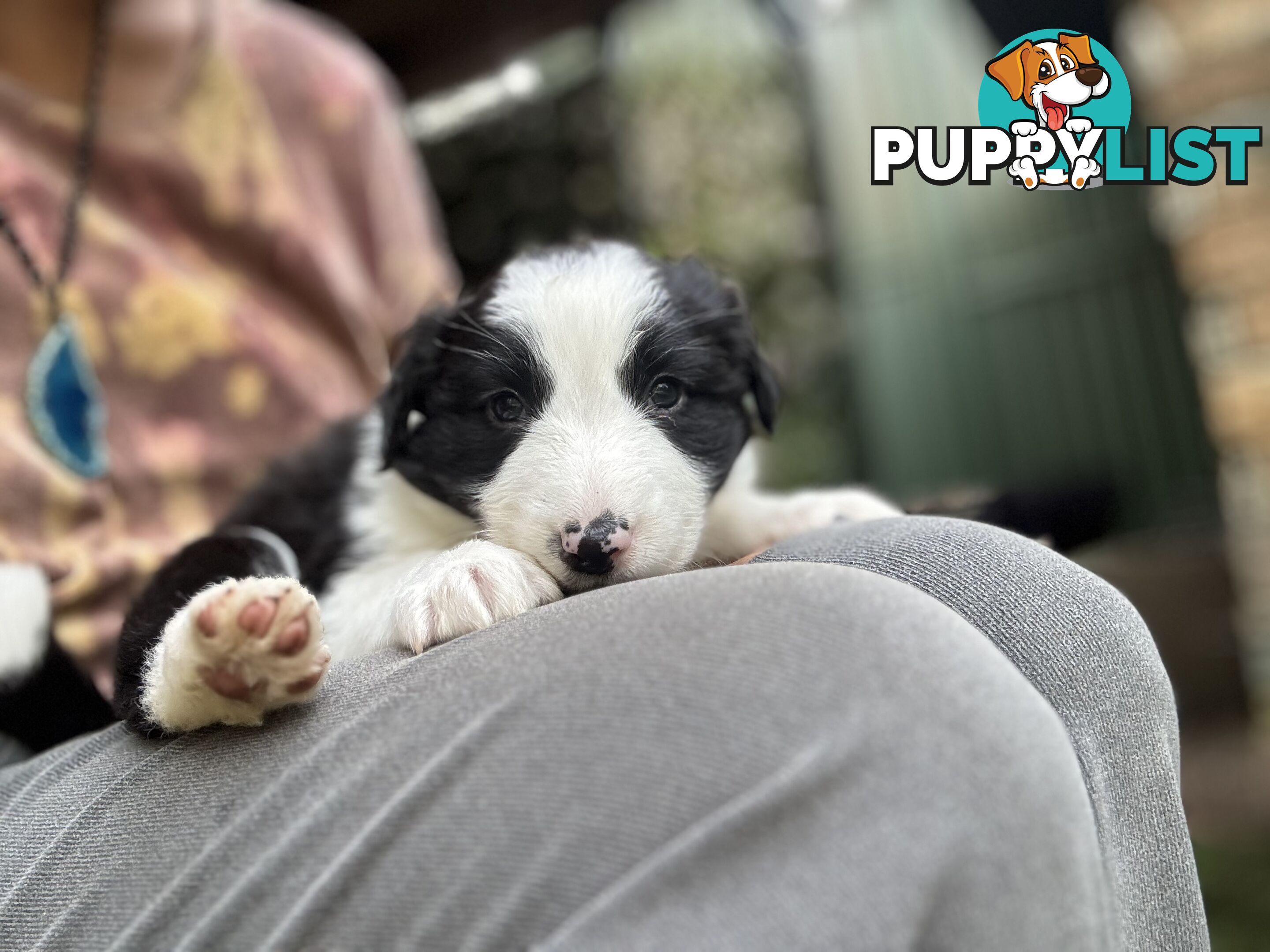 Australian shepherd x border collie puppies