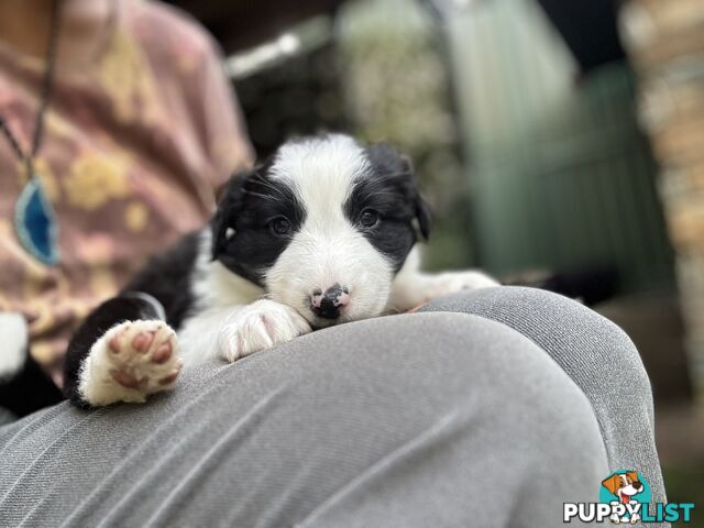 Australian shepherd x border collie puppies