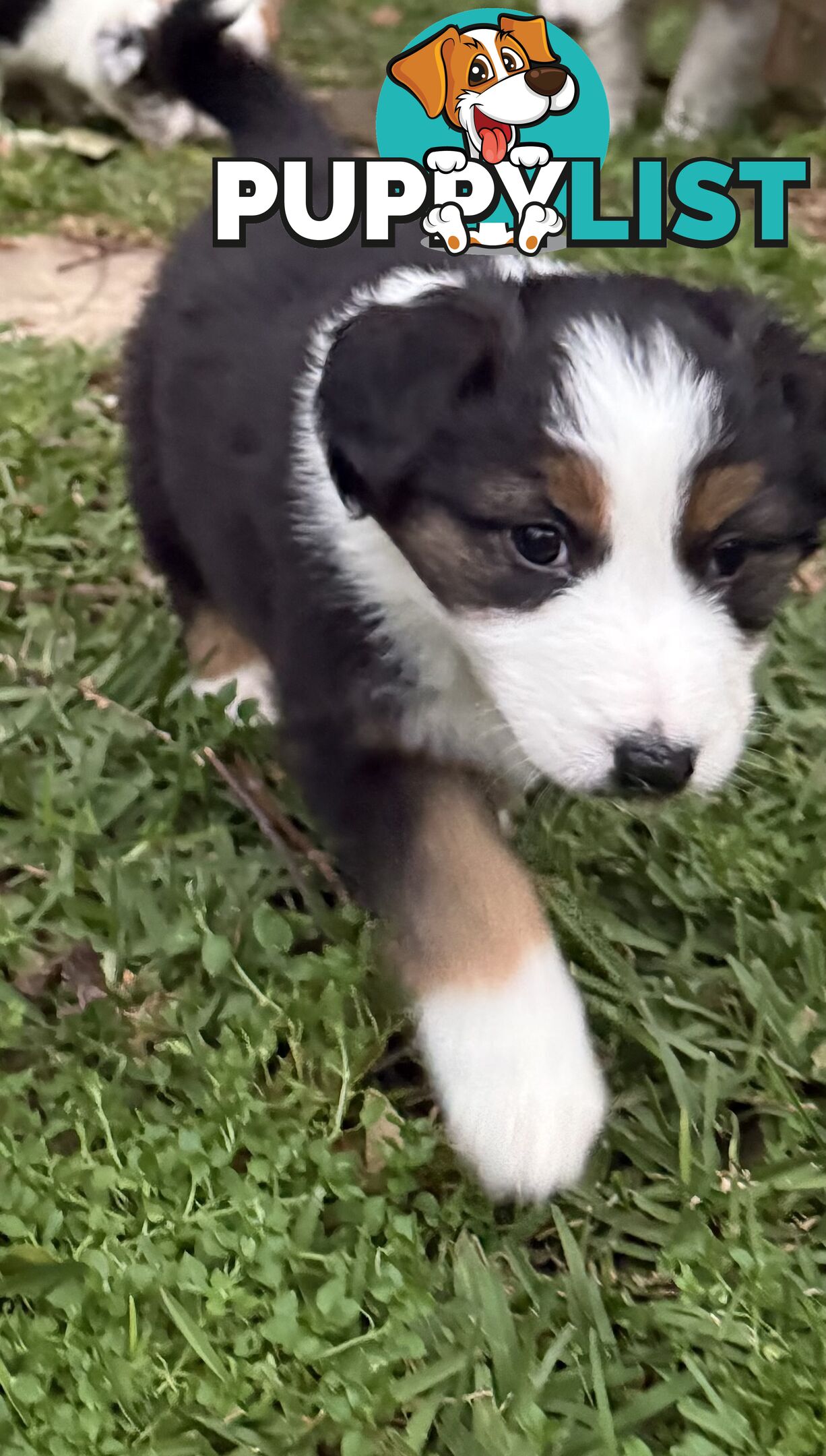 Australian shepherd x border collie puppies