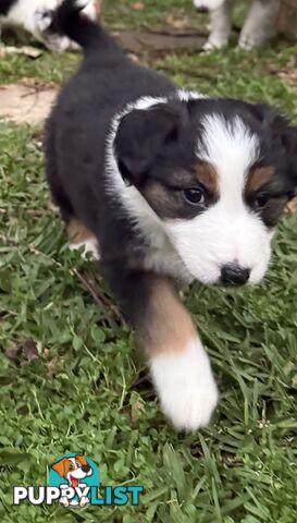 Australian shepherd x border collie puppies