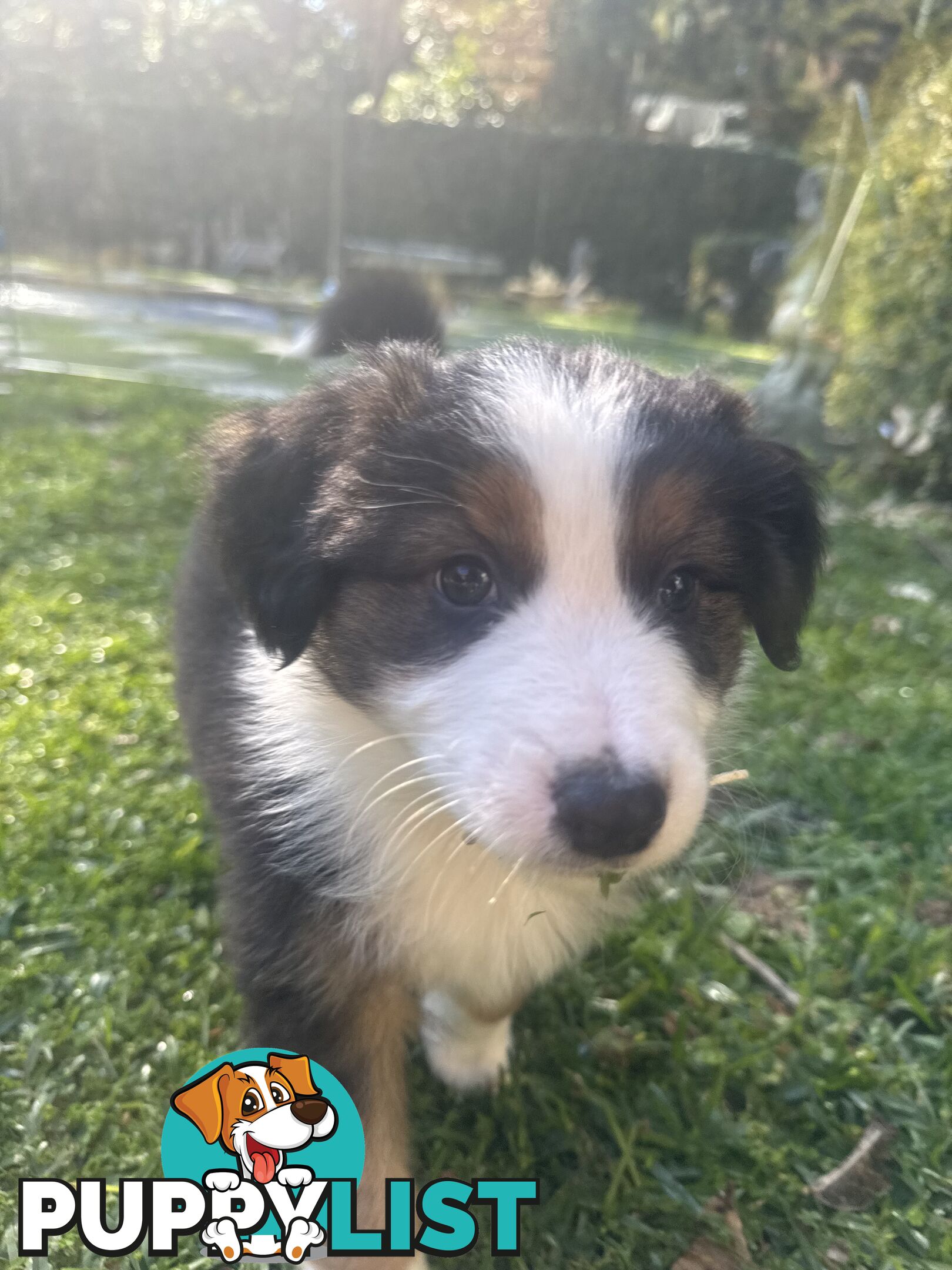 Australian shepherd x border collie puppies