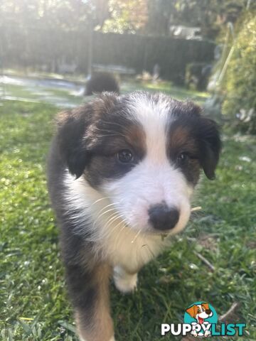Australian shepherd x border collie puppies