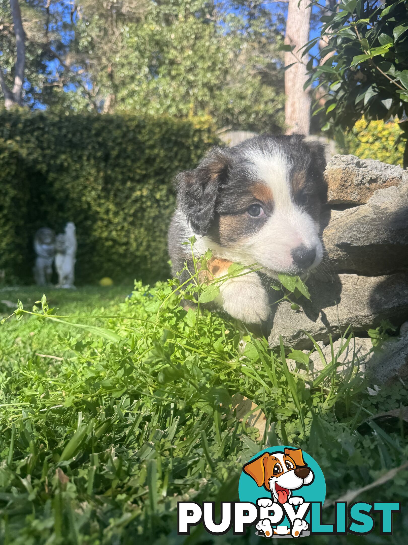 Australian shepherd x border collie puppies