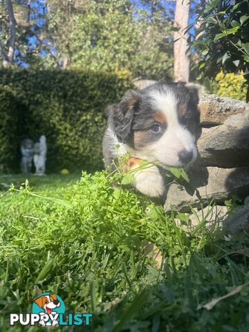 Australian shepherd x border collie puppies