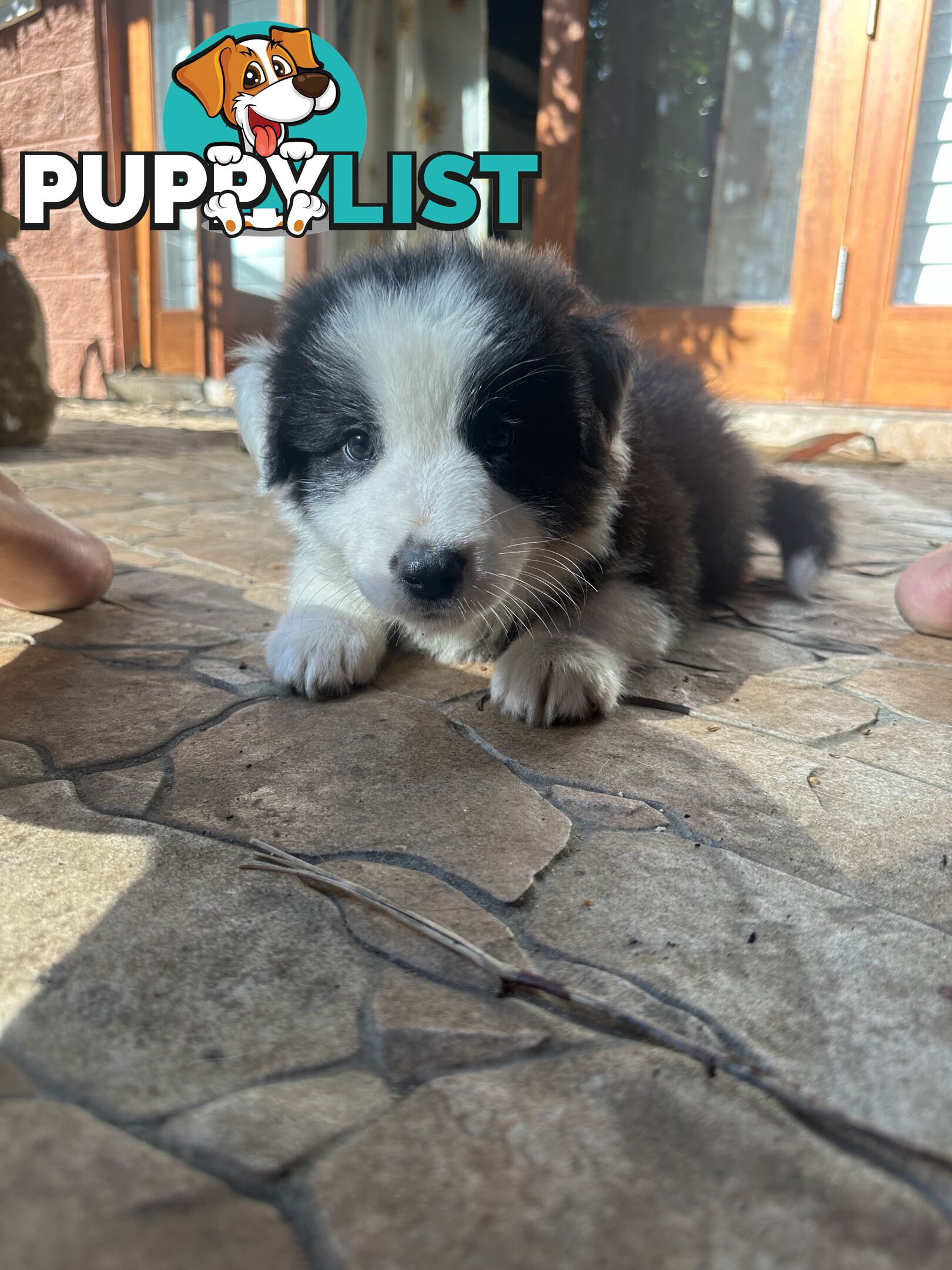 Australian shepherd x border collie puppies
