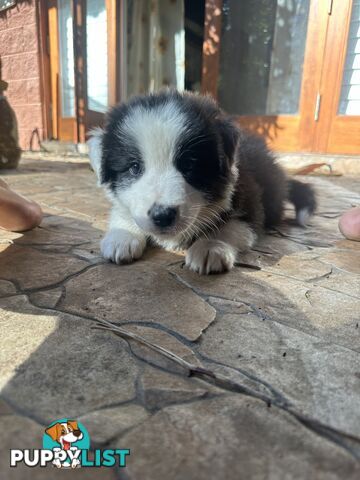 Australian shepherd x border collie puppies