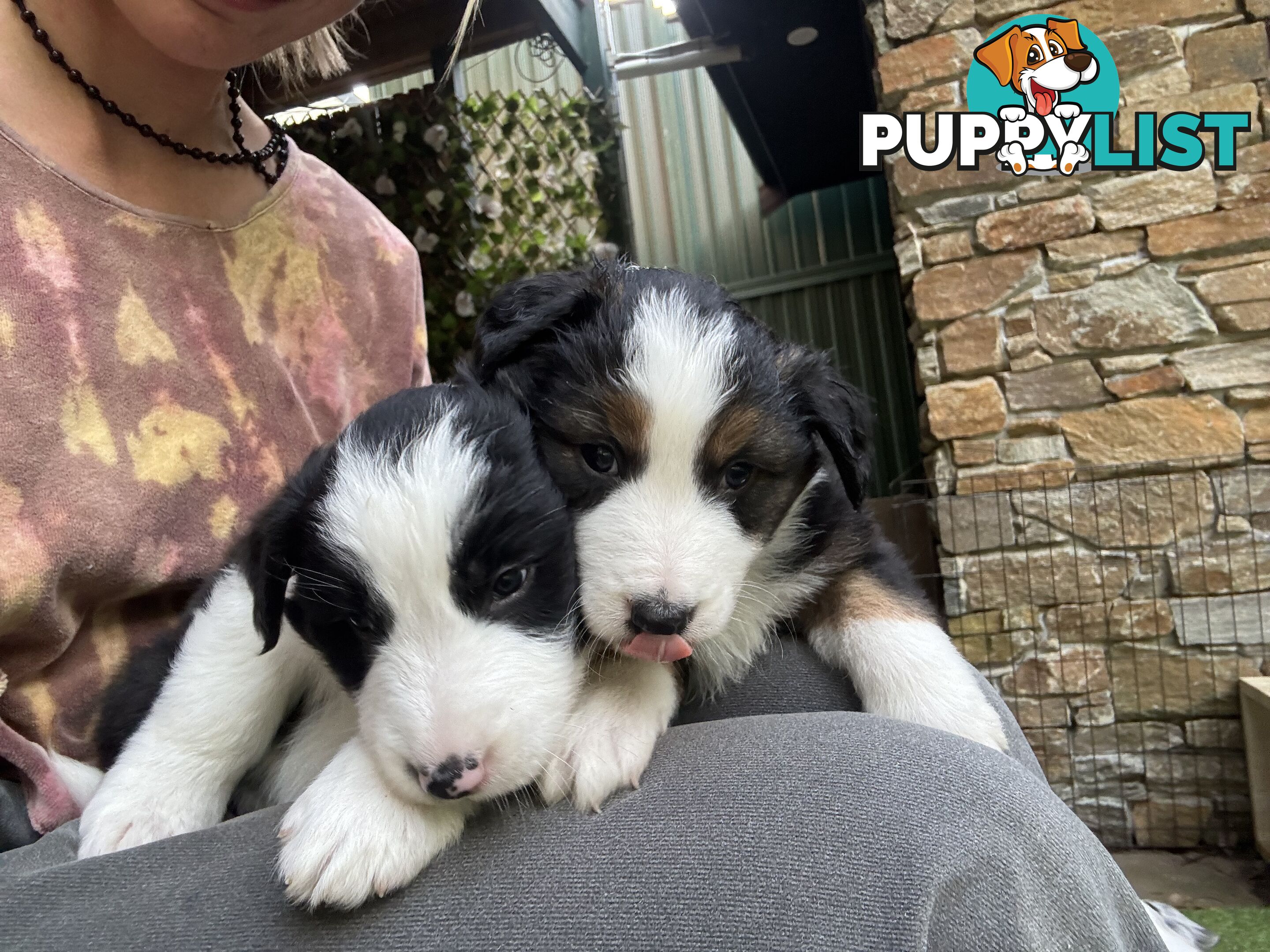 Australian shepherd x border collie puppies