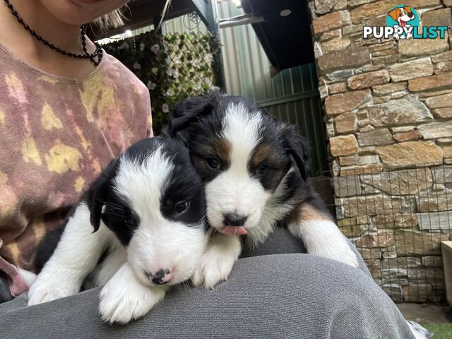 Australian shepherd x border collie puppies