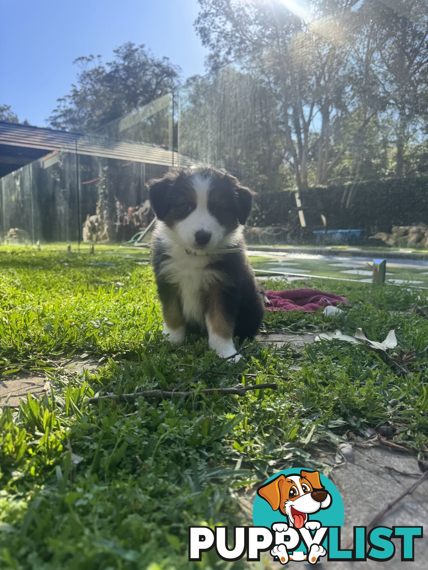 Australian shepherd x border collie puppies