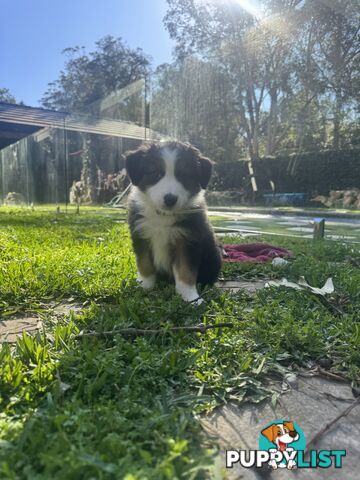Australian shepherd x border collie puppies
