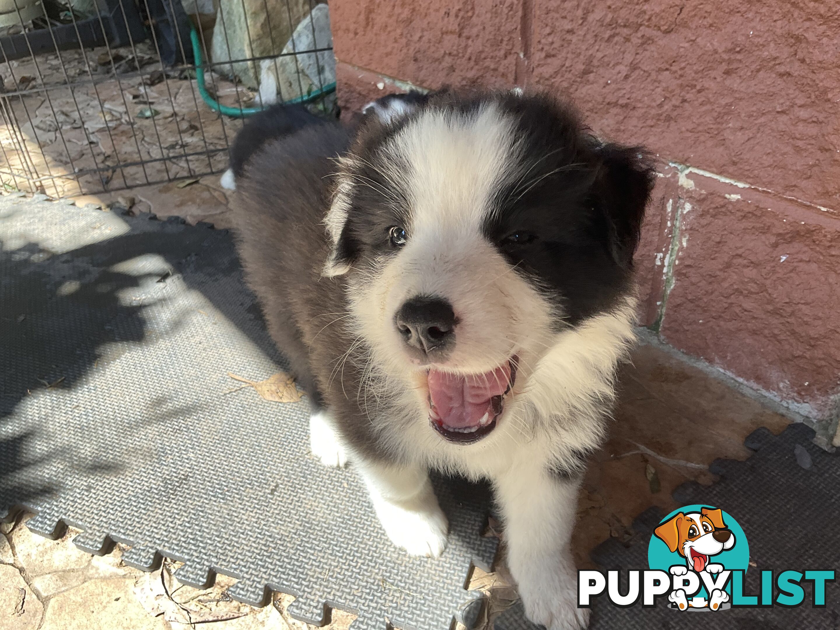 Australian shepherd x border collie puppies