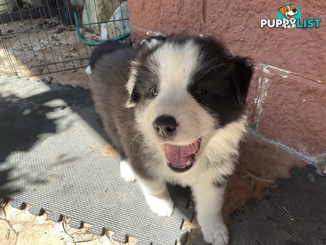 Australian shepherd x border collie puppies