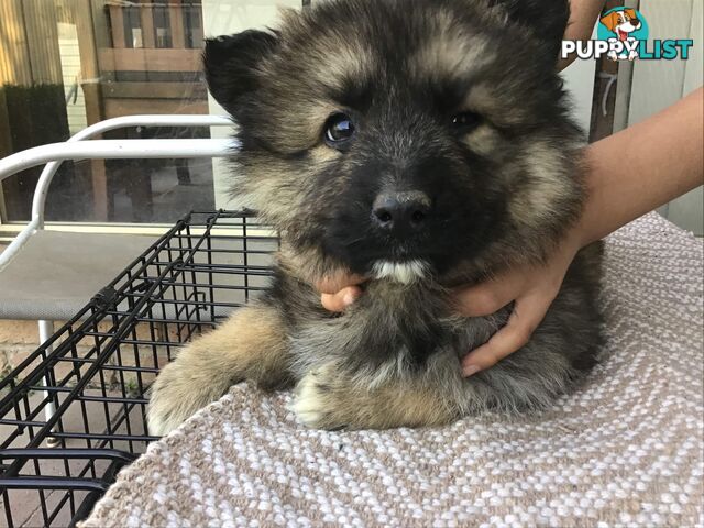 German shepherd puppies