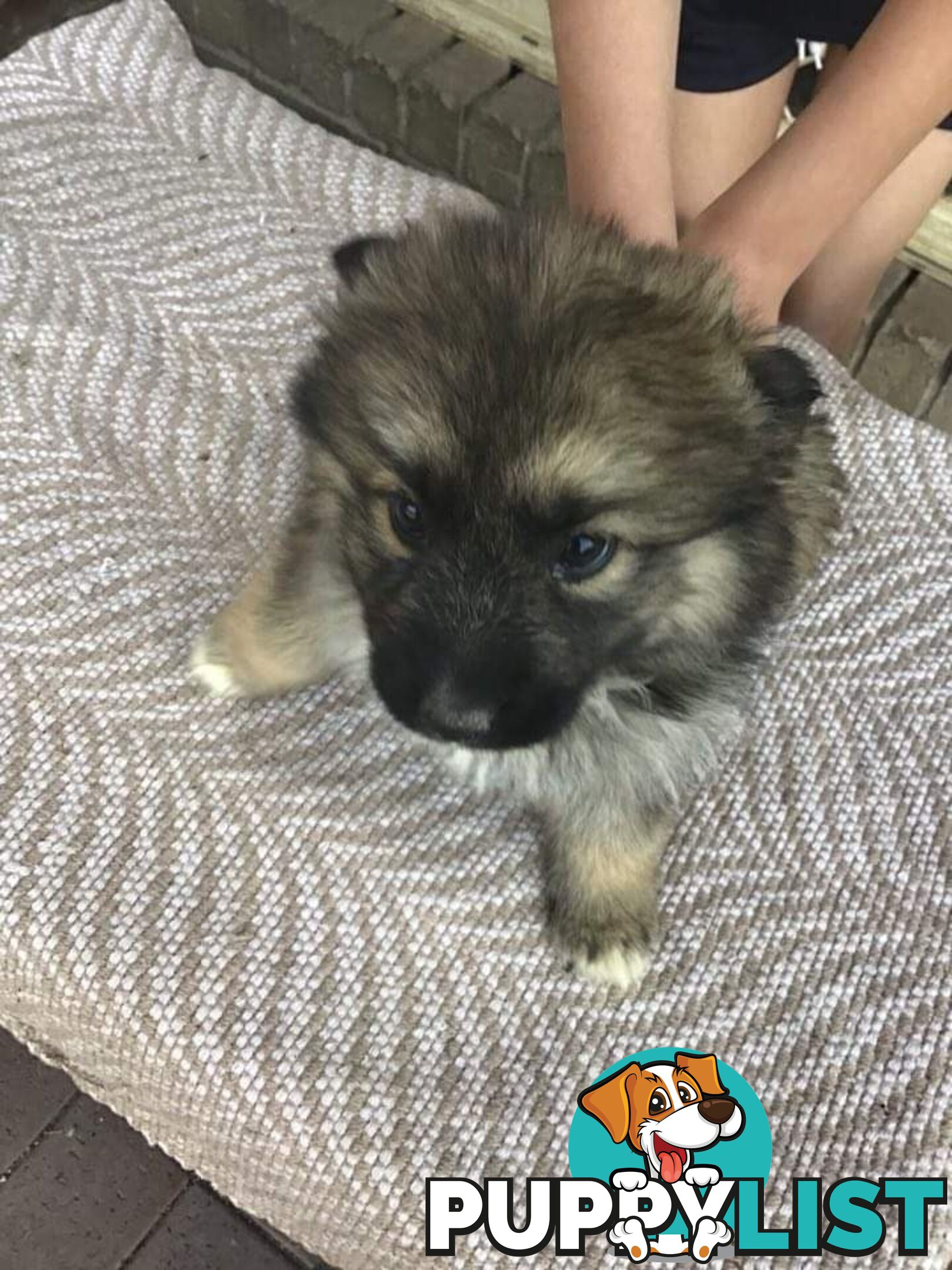 German shepherd puppies