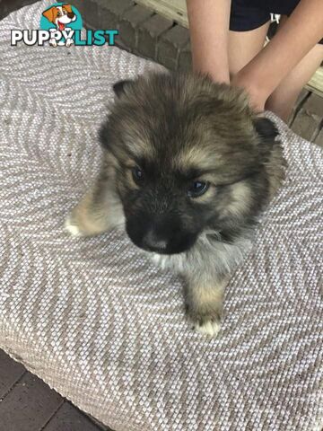 German shepherd puppies