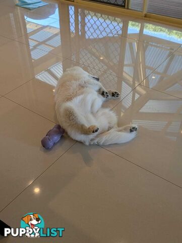 Beautiful 6 months old Japanese Spitz female puppy