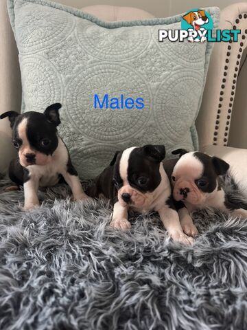 Boston Terrier Pure Bred Pups