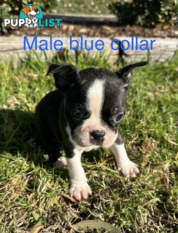 Boston Terrier Pure Bred Pups