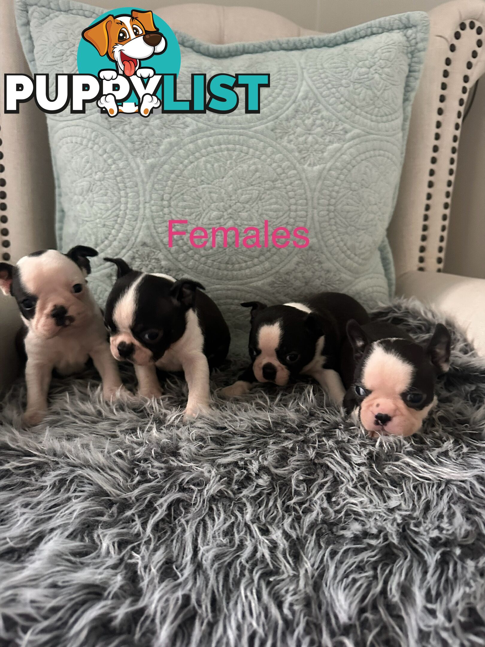 Boston Terrier Pure Bred Pups
