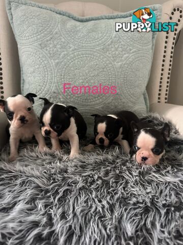 Boston Terrier Pure Bred Pups