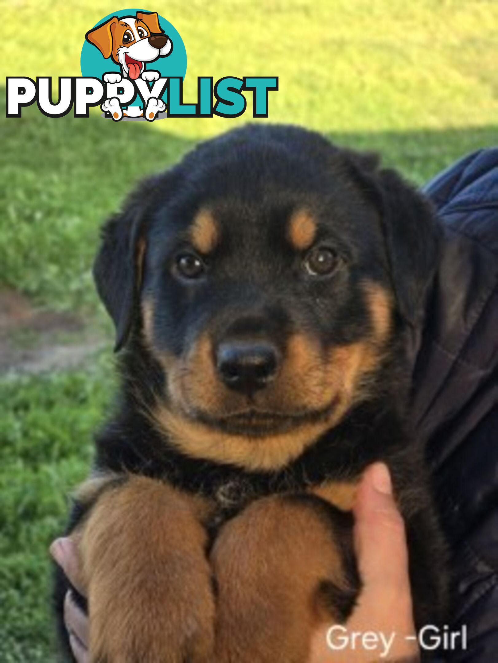 Purebred German Rottweiler Puppies